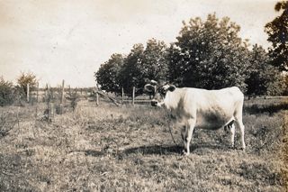 Redbone Farms cow